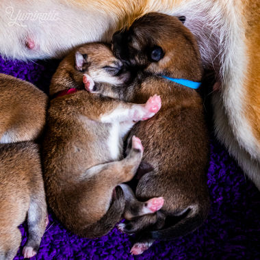 Les bébés shibas Bleu et Rose endormis