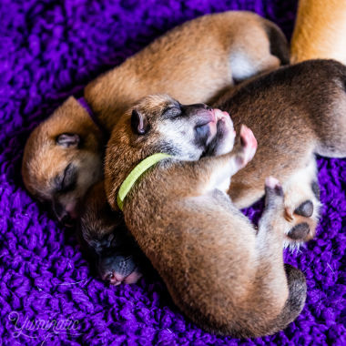 Violet, Jaune et Bleu en tas de shibas