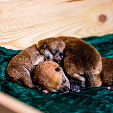 Un tas de chiots shiba inu