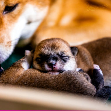 Rose, le shiba badass sur son oreiller-chiot