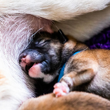 Bleu, le chiot shiba foncé