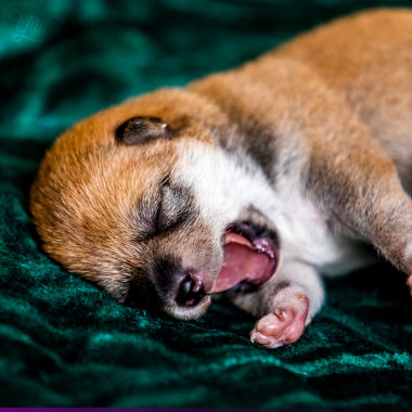 Un bébé shiba qui baille