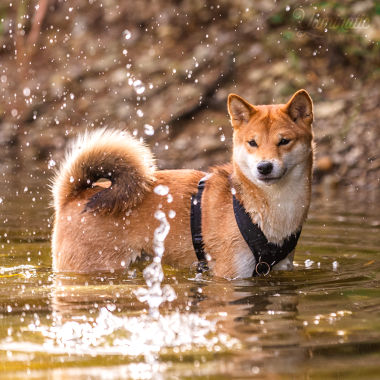 Yume, shiba inu aquatique