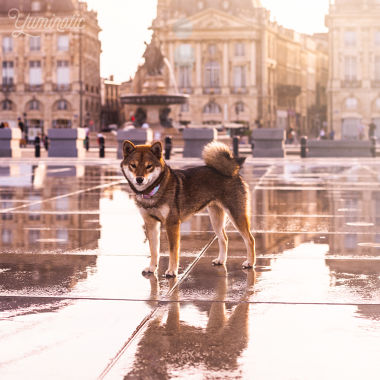 Un shiba sur le miroir d'eau de Bordeaux