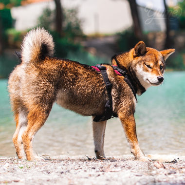 Un shiba inu glacé