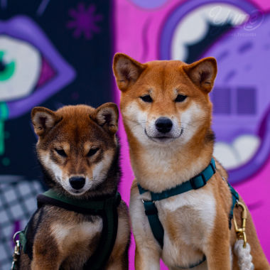 Deux shibas bordelais devant du street art