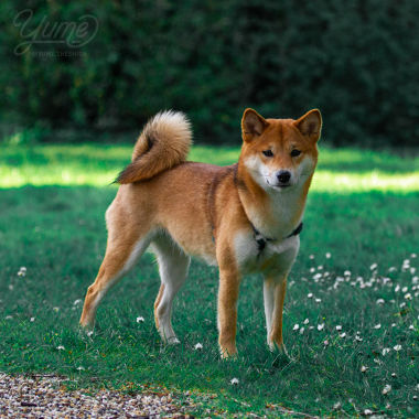 Un shiba heureux, au parc floral de Bordeaux