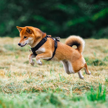 Yume, Shiba Inu sauteur