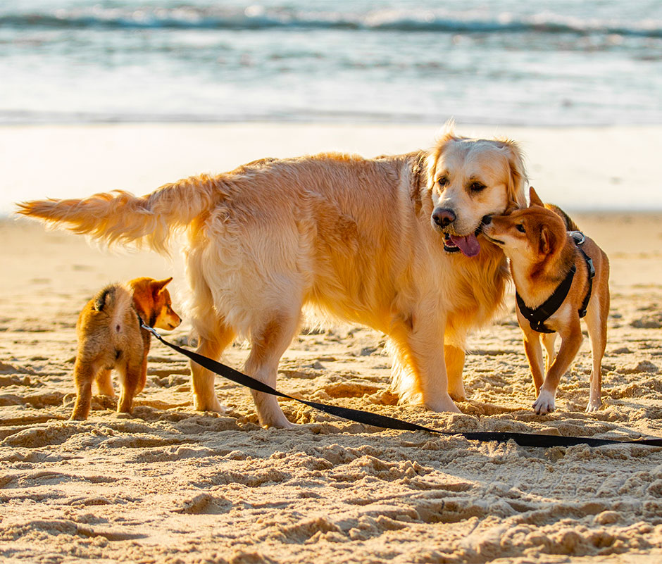 La sociabilisation des shiba inus avec leurs congénères