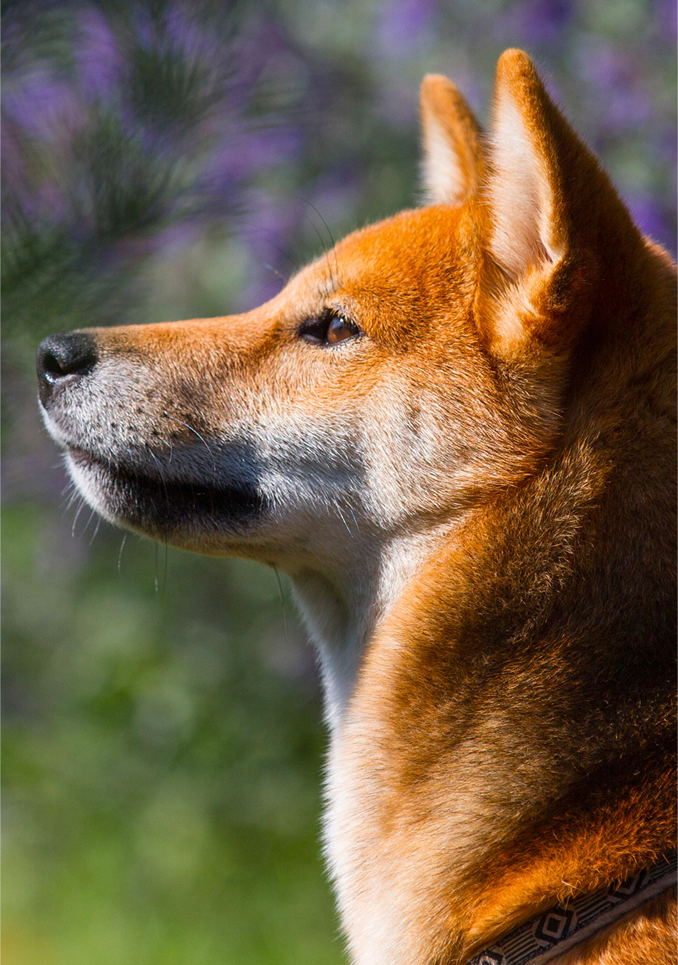 Le meilleur profil de Yume, shiba inu