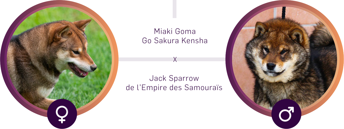 Père : Jack Sparrow de l’Empire des Samouraïs, Mère : Miaki Goma Go Sakura Kensha