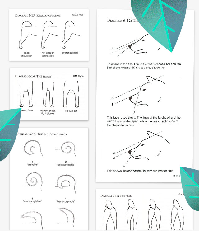 Diagrammes du standard du shiba inu