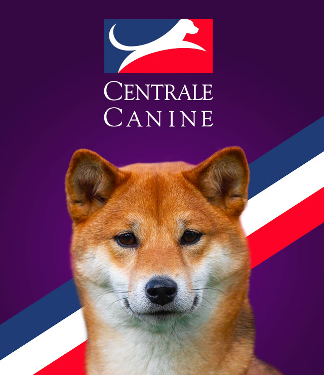 Fiche du shina inu sur La Centrale Canine