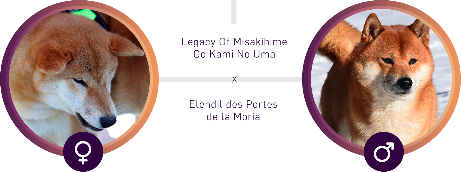 Père : Elendil des Portes de la Moria, Mère : Legacy of Misakihime Go Kami No Uma